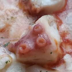 Saugnapfgeschnetzeltes