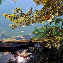 Kleine Titanik mit Schildkröte