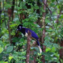Plush-crested Jay