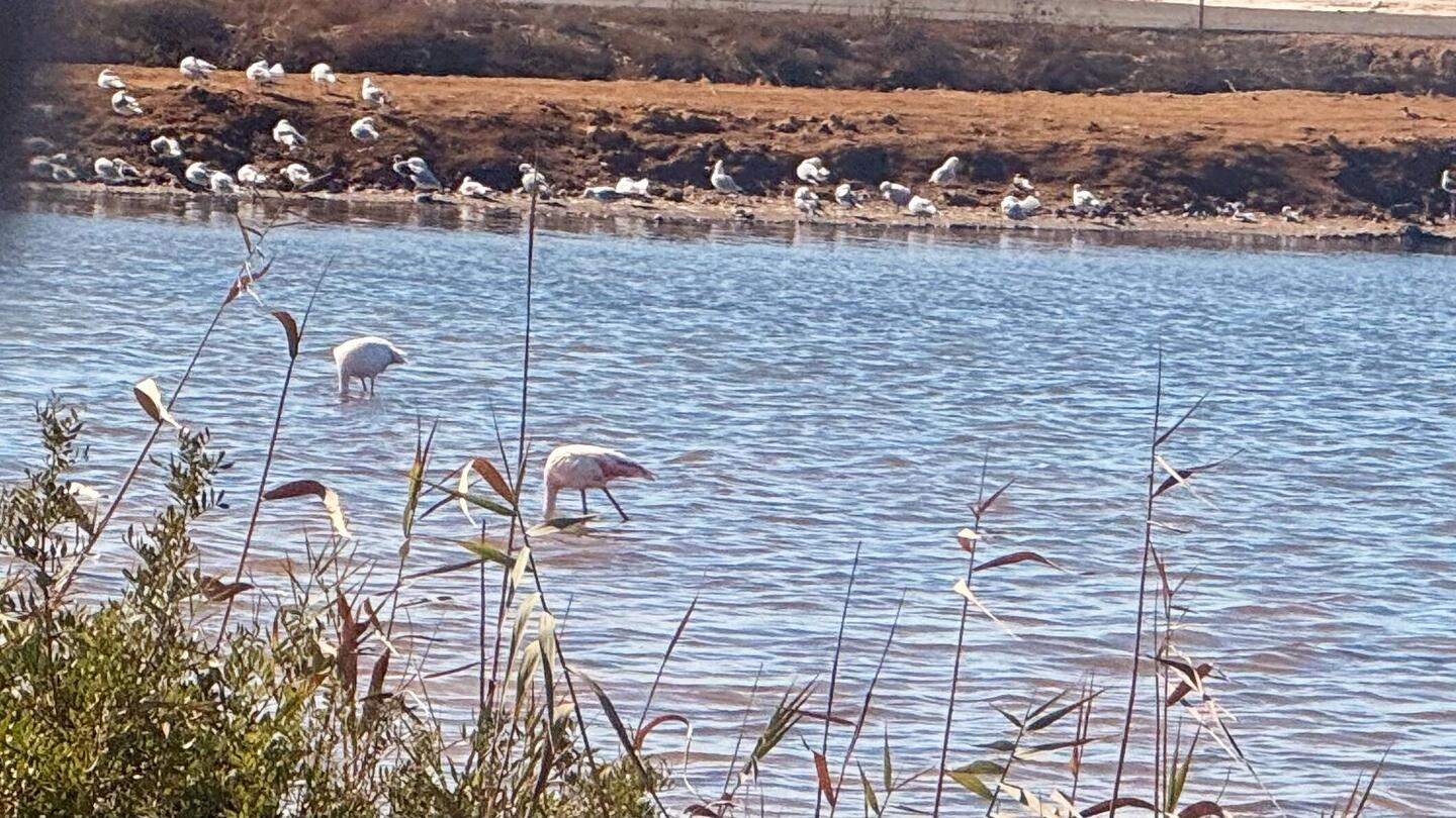 Un joli petit air de Camargue à Huelva 🤗