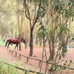 La veille là où nous avons dormi, les chevaux étaient en liberté 😍