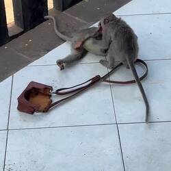 Scrapping youngsters