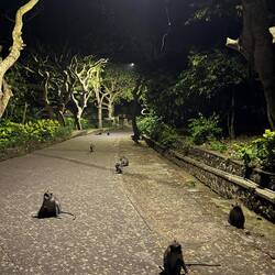 Macaques loiter in the evening
