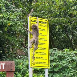 Caution! Monkeying around.