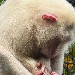 The white monkey. An albino. Caged to protect him from all the others. It was sad.