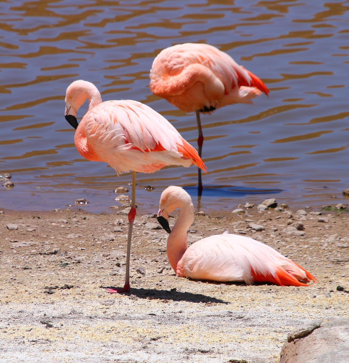 Chilean Flamingo