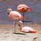 Chilean Flamingo