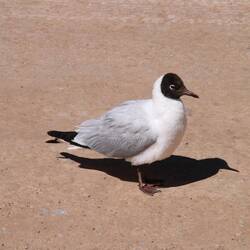Andean Gull