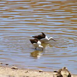 Andean Avocet