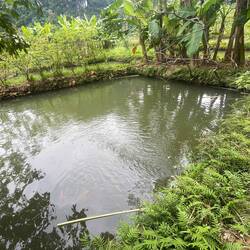 They "grow" fish too