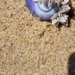 Purple snail, with pipe shells attached