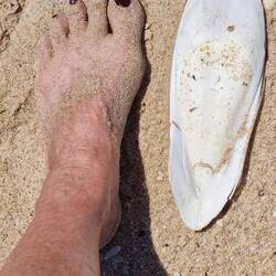 Huge cutle fish