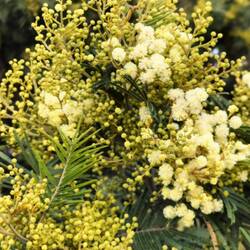 Black Wattle