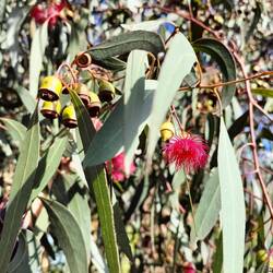 Nu met uitgebloeide bloemetjes