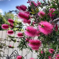 Een andere soort bottlebrush