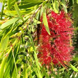 Bottlebrush