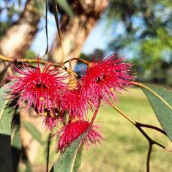 Red Flowergum ( eucalyptus)