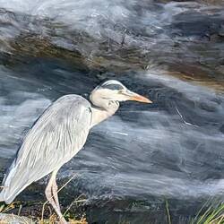 Grey Heron on the banks of the Kamo River