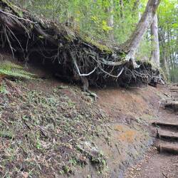 Ganz schön unterspült- die Bäume hängen in der Luft
