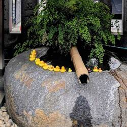 Lustig: mit Quietscheenten