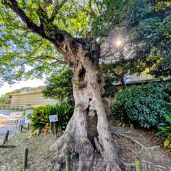 Der Baum lebt noch, obwohl er komplett hohl ist