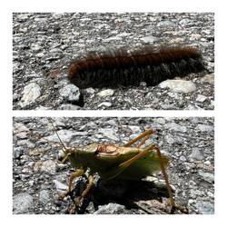 Vorsicht, wo man hin tritt.