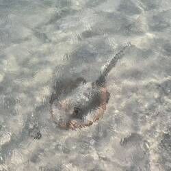 Ein Rochen etwas getarnt im Sand