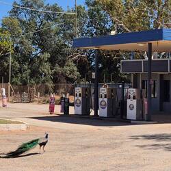 Ein Pfau muss auch mal auftanken