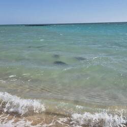 Kleine Haie direkt am Ufer eine Bucht weiter