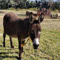 El Burro