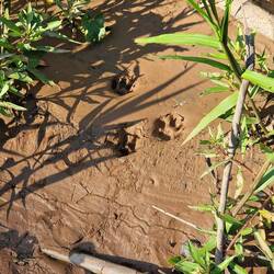 Hier war ein Jaguar vor kurzem