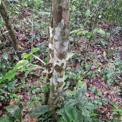 Wenn man den Wald vor lauter Bäumen nicht sieht