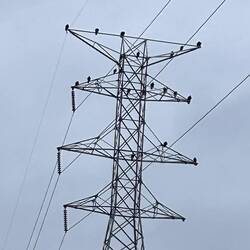 A cast of hawks get juiced up waiting for their next meal