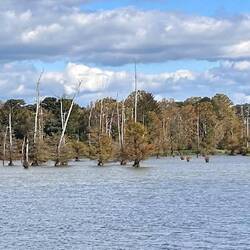 Are these trees drowning slowly or are they coming to terms with their flooding and sprouting?