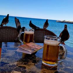 Sie wollen die Nüsse - oder vielleicht doch das Bier? 🍻