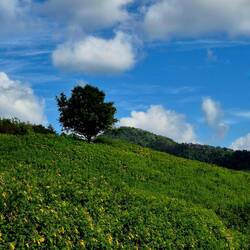 Thung Bua Tong Fields