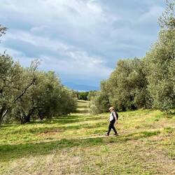 A widely-spaced olive grove