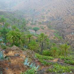 Drachenbaum in der Ferne