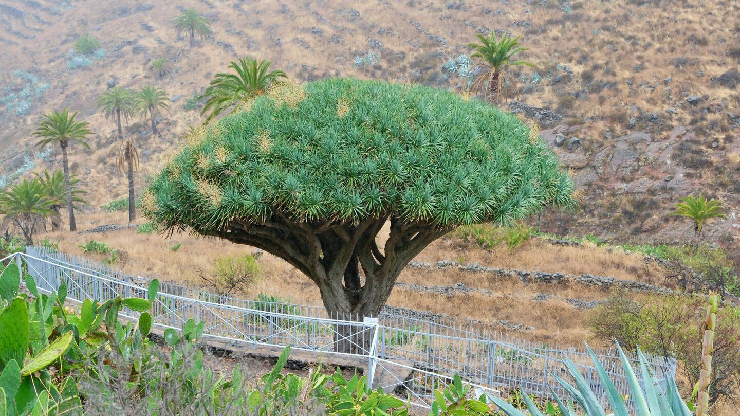 Ältester Drachenbaum auf La Gomera