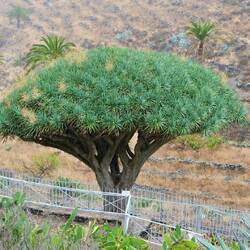 Ältester Drachenbaum auf La Gomera