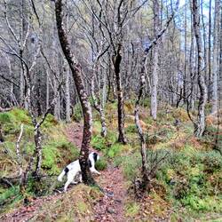 Gulag Wood Lochinver