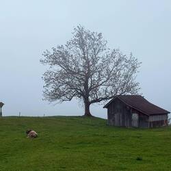 Mystische Nebelstimmunt