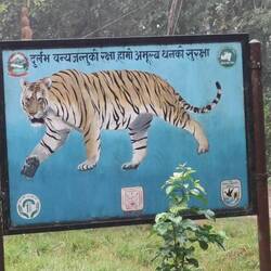 Unser heute einzig Tiger 😂