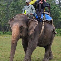 Heute im Nepali Jungle
