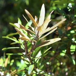 Blätter oder Nadeln? Bei Agathis Australis, dem Kauri ist es irgendwie ein Zwischending