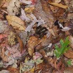 One Not Like the Others 2