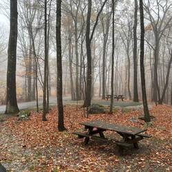 Fog amoung the trees