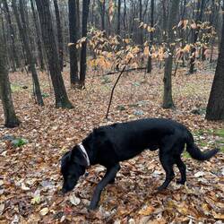 Indy and the last leaves