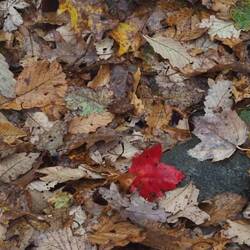 One Not Like the Others