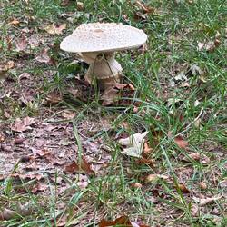 Very large mushroom at the RV park!